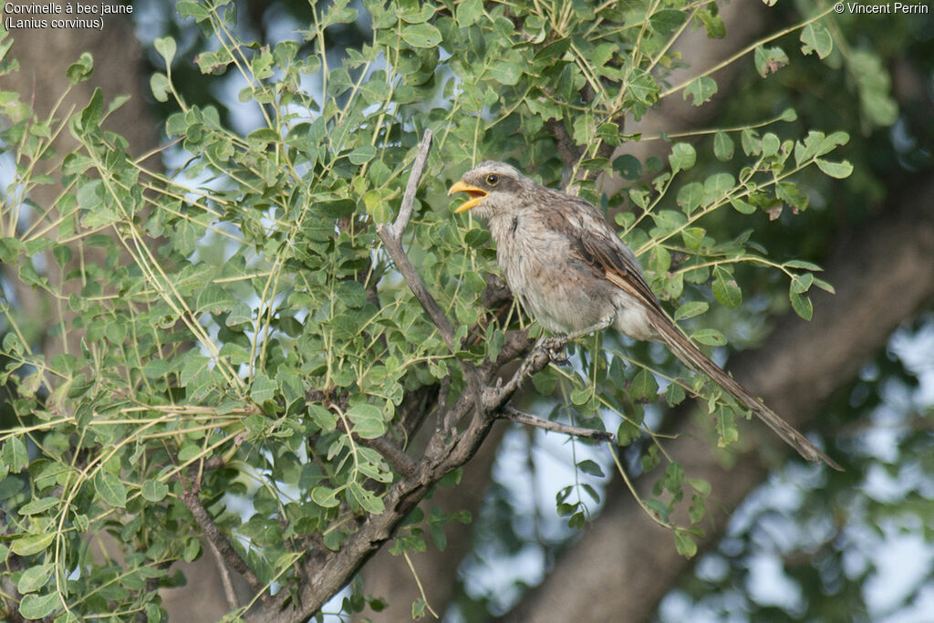 Yellow-billed Shrike