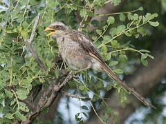 Yellow-billed Shrike