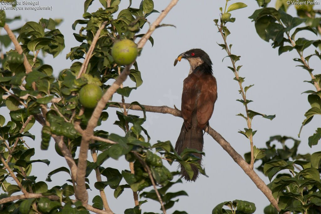 Coucal du Sénégaladulte, portrait, mange, Nidification