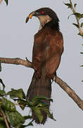 Senegal Coucal