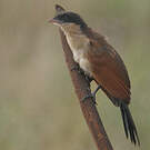 Coucal du Sénégal