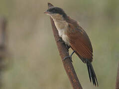 Senegal Coucal