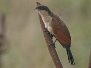 Coucal du Sénégal