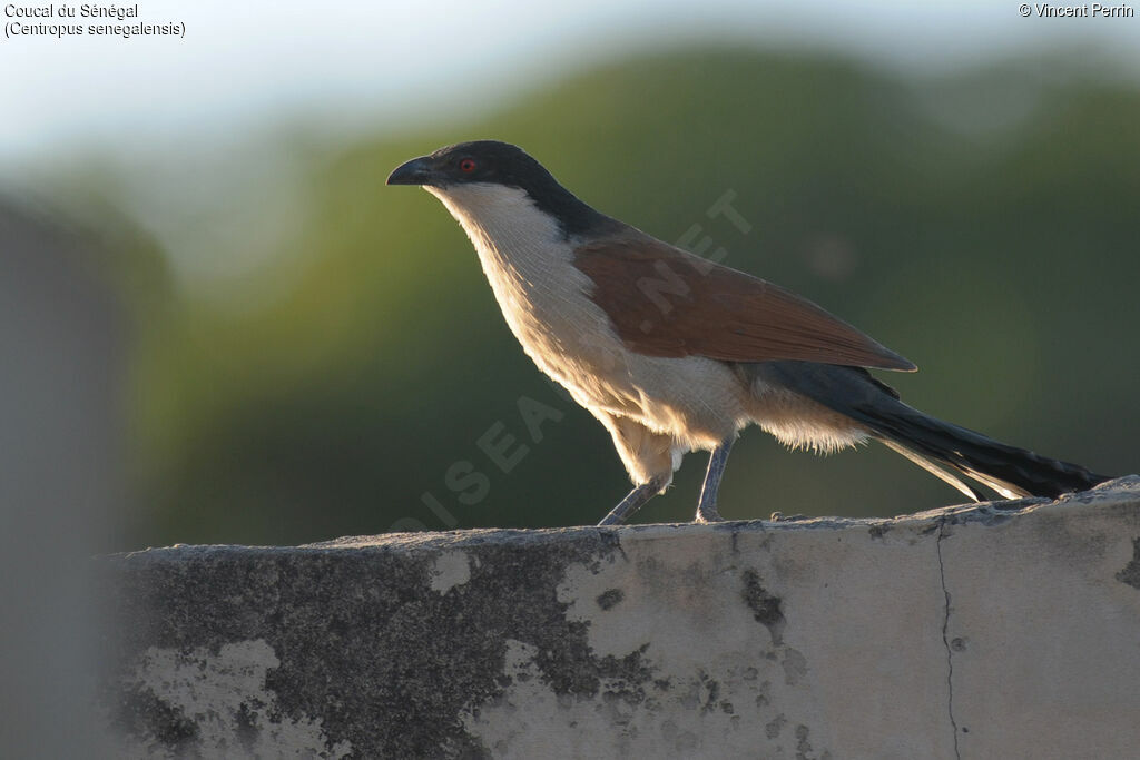 Senegal Coucaladult