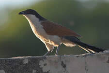 Coucal du Sénégal