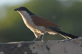 Senegal Coucal