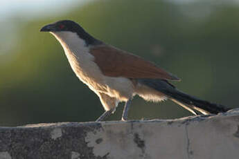 Coucal du Sénégal