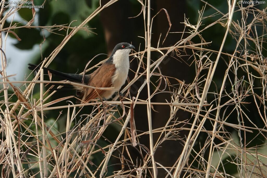 Senegal Coucal