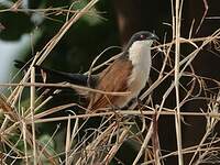 Coucal du Sénégal