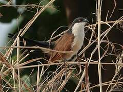 Senegal Coucal