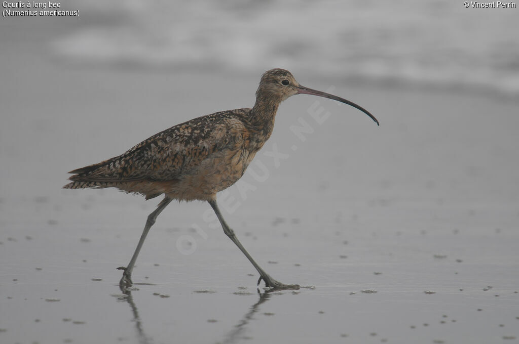 Long-billed Curlew