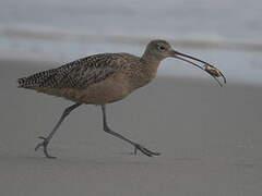 Long-billed Curlew