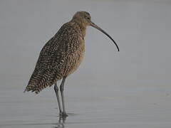 Long-billed Curlew