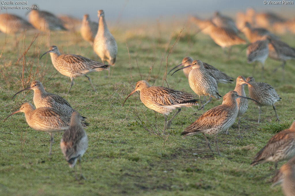 Eurasian Curlew, eats