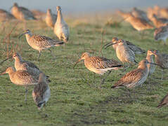 Eurasian Curlew