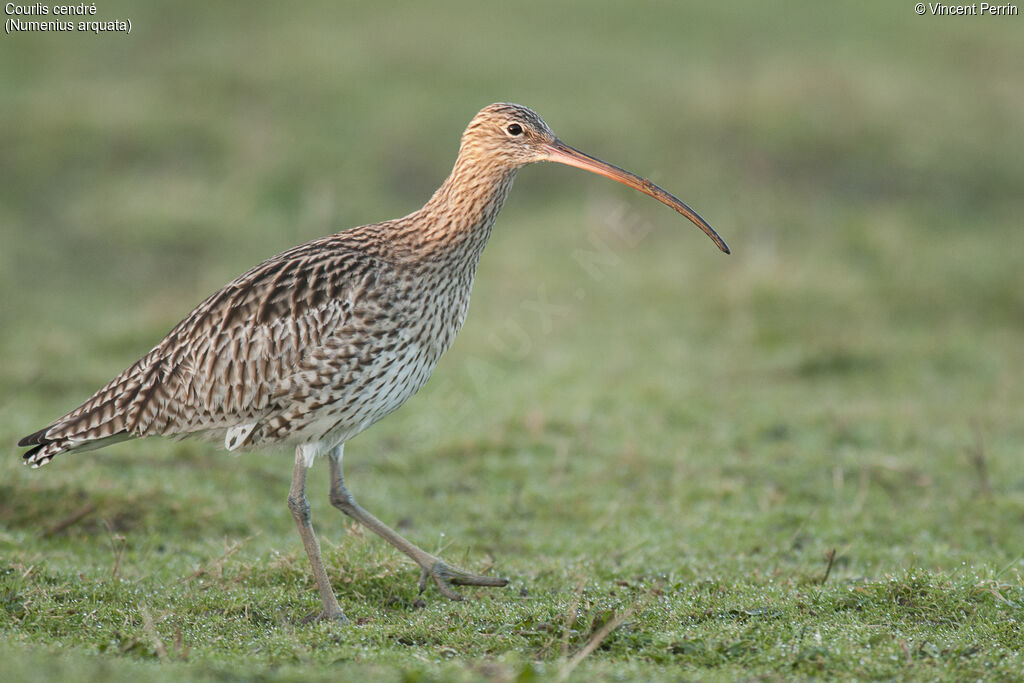 Eurasian Curlew