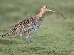 Eurasian Curlew