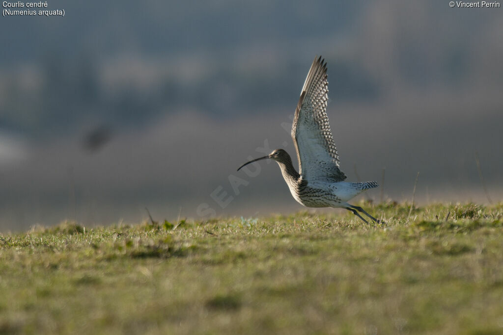 Eurasian Curlew