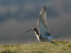 Eurasian Curlew