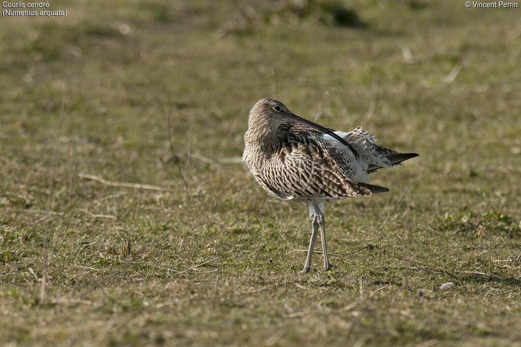 Courlis cendré