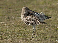 Eurasian Curlew