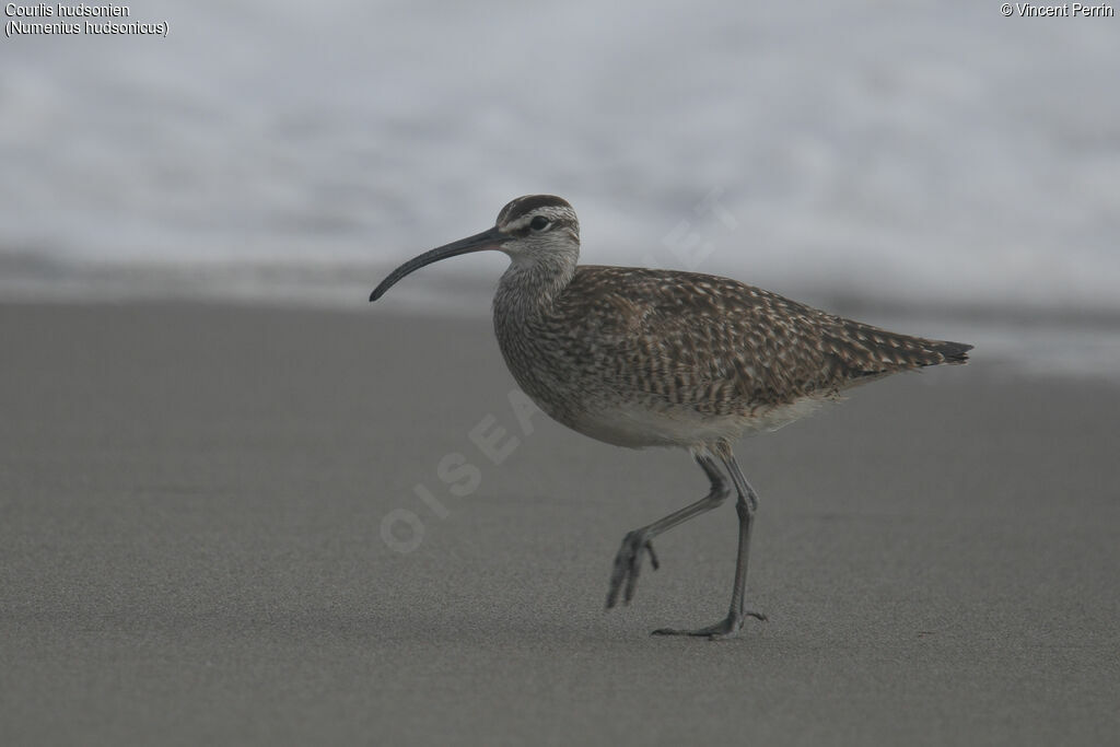 Hudsonian Whimbrel