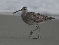 Hudsonian Whimbrel