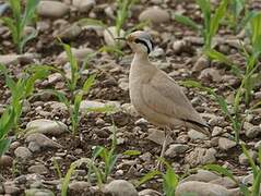 Cream-colored Courser