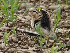 Cream-colored Courser