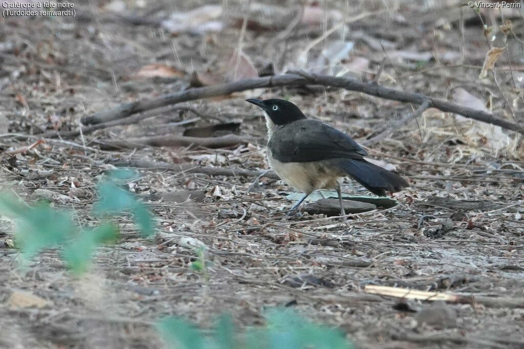 Blackcap Babbler