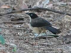 Blackcap Babbler