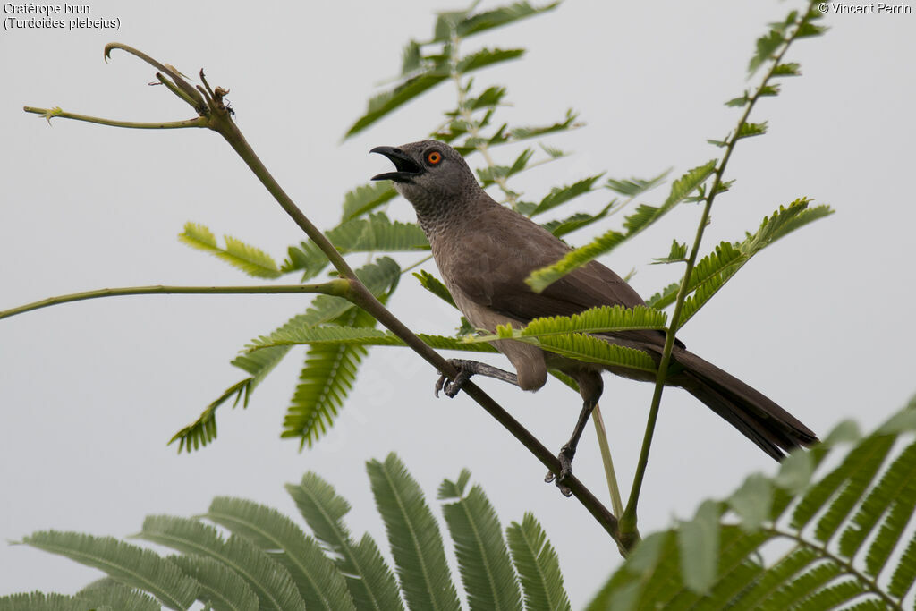 Brown Babbleradult, eats