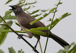 Brown Babbler