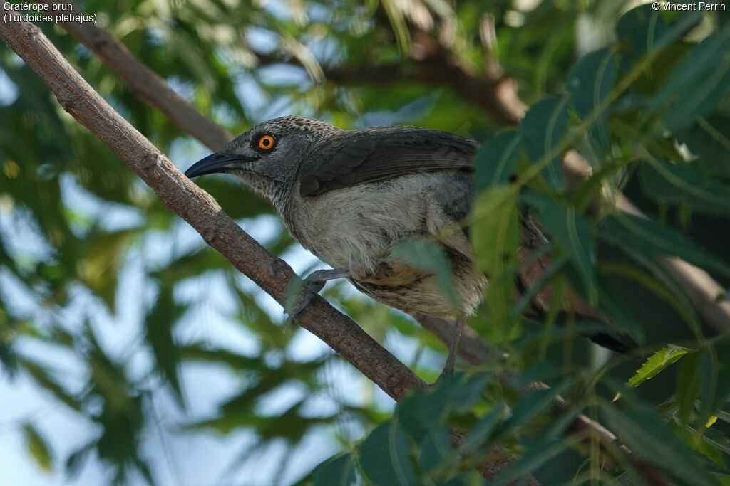 Brown Babbler