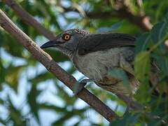 Brown Babbler