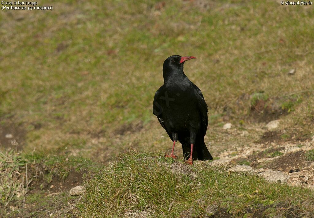 Red-billed Chough