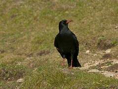 Red-billed Chough