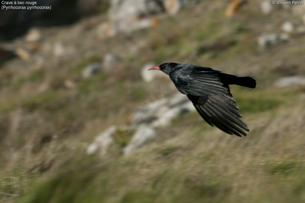 Red-billed Chough