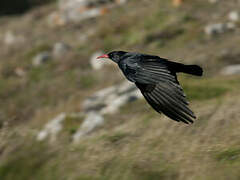 Red-billed Chough