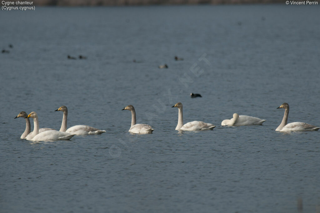 Whooper Swan