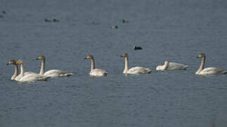 Whooper Swan