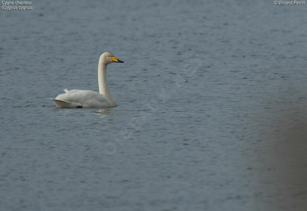 Cygne chanteuradulte