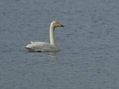 Cygne chanteur