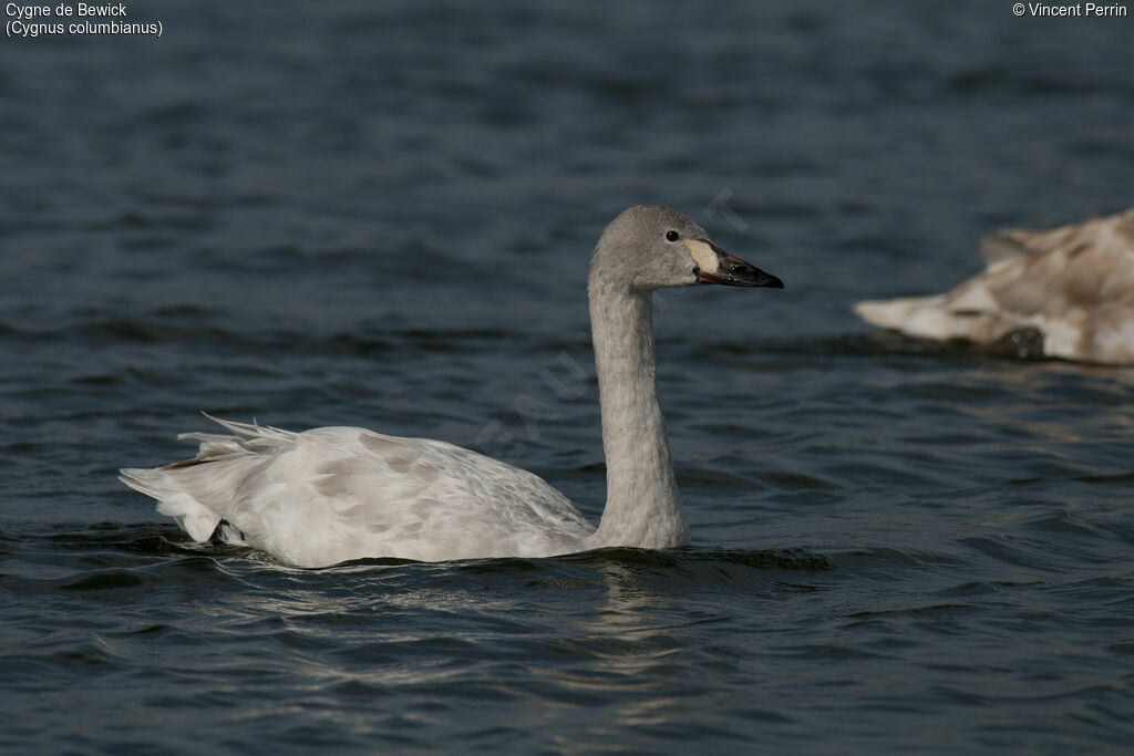 Tundra SwanSecond year