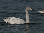 Cygne de Bewick