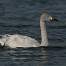Cygne de Bewick