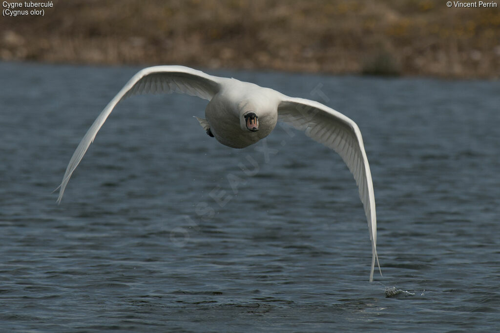 Mute Swanadult, Flight