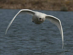 Mute Swan