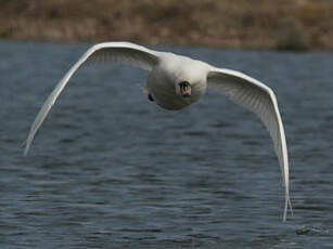 Cygne tuberculé