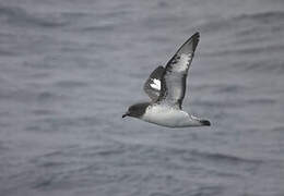 Cape Petrel